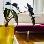 Vallecas Apartment